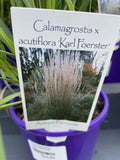 CALAMAGROSTIS KARL FOERSTER 14CM 