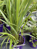 CALAMAGROSTIS KARL FOERSTER 14CM 