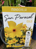 MANDEVILLA SUN PARASOL GOLD 14CM 