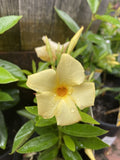 MANDEVILLA SUN PARASOL GOLD 14CM 