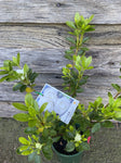 AZALEA BRIDES BOUQUET 17CM