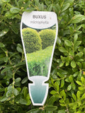 BUXUS MICROPHYLLA MICROPHYLLA 20CM