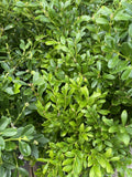 BUXUS MICROPHYLLA MICROPHYLLA 20CM