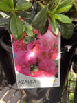 AZALEA VIOLACEA 17CM