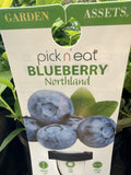 BLUEBERRY NORTHLAND 14CM