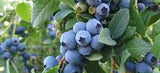 BLUEBERRY NORTHLAND 14CM