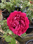 ROSA CLIMBING RED PIERRE DE RONSARD 20CM 