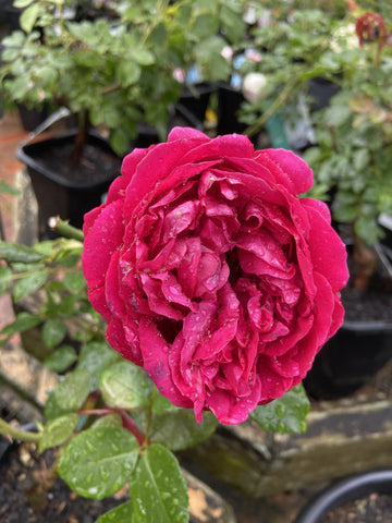 ROSA CLIMBING RED PIERRE DE RONSARD 20CM 