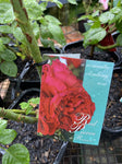 ROSA CLIMBING RED PIERRE DE RONSARD 20CM 