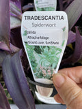 TRADESCANTIA PALLIDA 14CM
