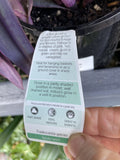 TRADESCANTIA PALLIDA 14CM