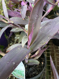 TRADESCANTIA PALLIDA 14CM
