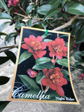 CAMELLIA NIGHT RIDER 25CM
