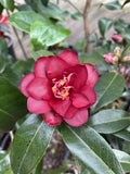 CAMELLIA NIGHT RIDER 25CM