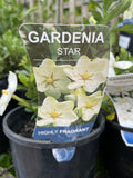 GARDENIA STAR 14CM