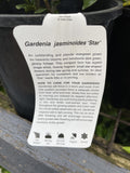 GARDENIA STAR 14CM