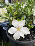 GARDENIA STAR 14CM