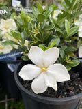 GARDENIA STAR 14CM