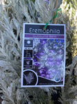 EREMOPHILA GUBBURRA BELLS GRAFTED 20CM 