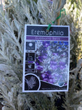 EREMOPHILA GUBBURRA BELLS GRAFTED 20CM 