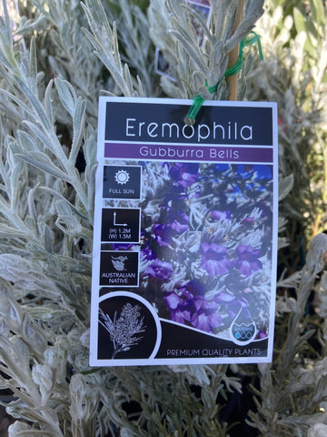 EREMOPHILA GUBBURRA BELLS GRAFTED 20CM 