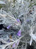EREMOPHILA GUBBURRA BELLS GRAFTED 20CM 