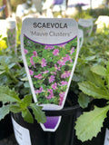 SCAEVOLA MAUVE CLUSTERS 14CM