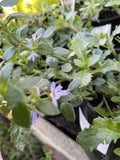 SCAEVOLA MAUVE CLUSTERS 14CM