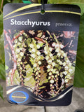 STACHYURUS PRAECOX 20CM