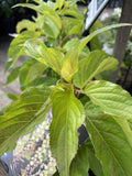 STACHYURUS PRAECOX 20CM