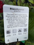 STACHYURUS PRAECOX 20CM
