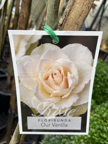 ROSA OUR VANILLA 20CM