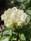 ROSE OUR VANILLA 20CM