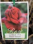 ROSA BLACK VELVET BARE ROOT