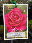 ROSA BIG PURPLE BARE ROOT