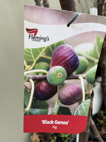 FIG BLACK GENOA 25CM