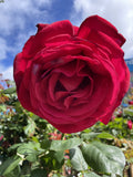 ROSE KENTUCKY DERBY BARE ROOT