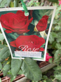 ROSE RED DEVIL BARE ROOT
