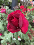 ROSE RED DEVIL BARE ROOT