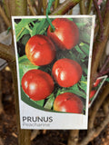 PEACHARINE BARE ROOT 