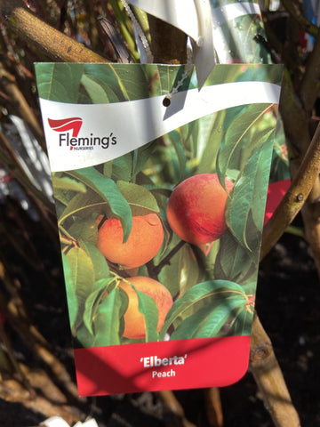 PEACH ELBERTA BARE ROOT 
