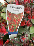 KALANCHOE FREEDOM BELLS HANGING BASKET 27CM 