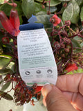 KALANCHOE FREEDOM BELLS HANGING BASKET 27CM 