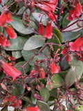 KALANCHOE FREEDOM BELLS HANGING BASKET 27CM 