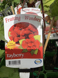 TAYBERRY 15CM