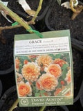 ROSE DAVID AUSTIN GRACE BARE ROOT 