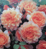 ROSE DAVID AUSTIN GRACE BARE ROOT 