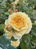 ROSE DAVID AUSTIN GOLDEN CELEBRATION BARE ROOT 