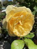 ROSE DAVID AUSTIN GRAHAM THOMAS BARE ROOT 