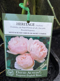 ROSE DAVID AUSTIN HERITAGE BARE ROOT 